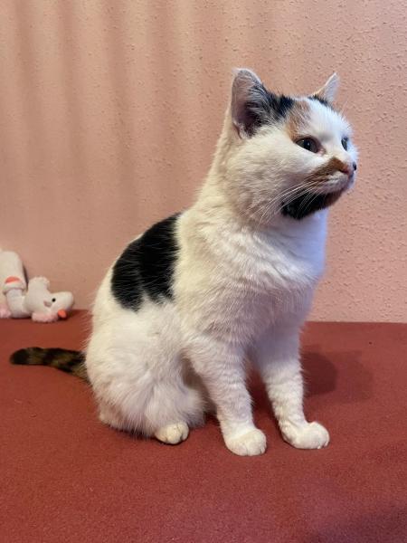 Europäische Hauskatze